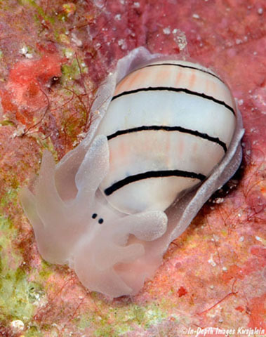 Hydatina amplustre