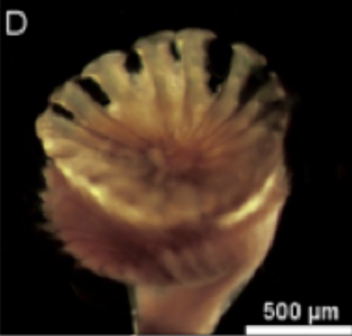 Hydroides diramphus