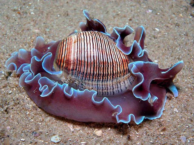 Hydatina physis