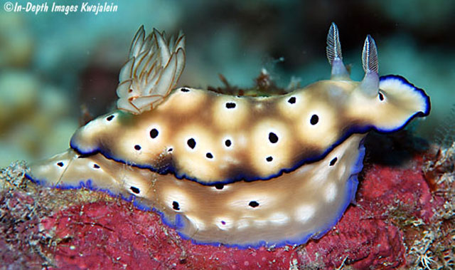 Hypselodoris tryoni