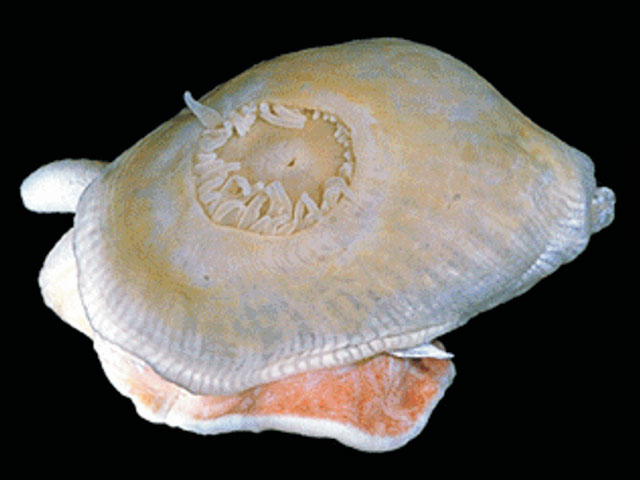 Isosicyonis alba