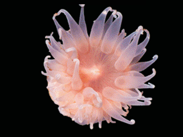 Isotealia antarctica