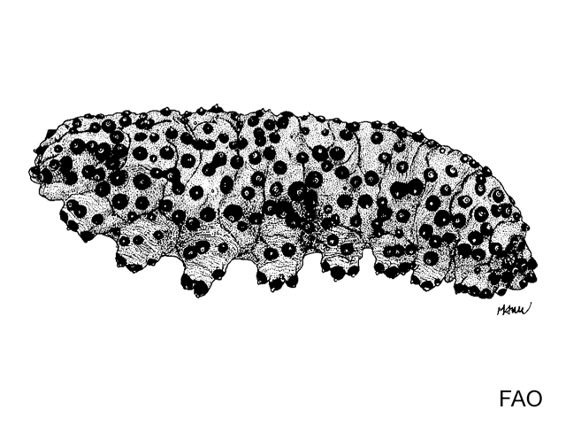 Isostichopus badionotus