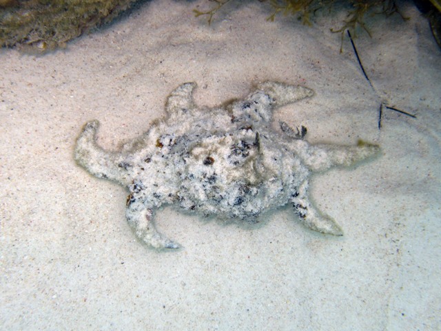 Harpago chiragra