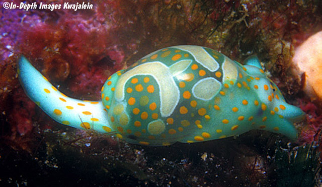 Lamprohaminoea cymbalum