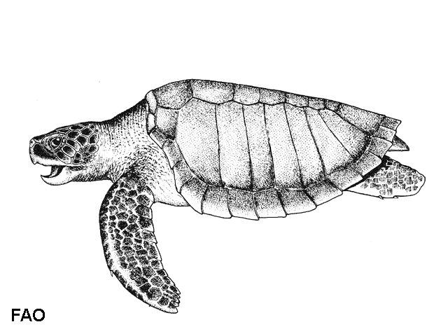 Lepidochelys olivacea