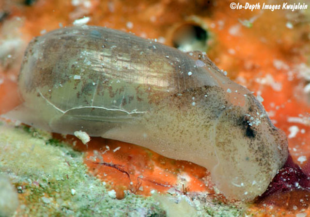 Liloa mongii