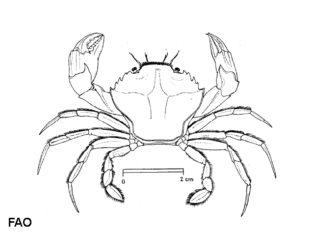 Liocarcinus navigator