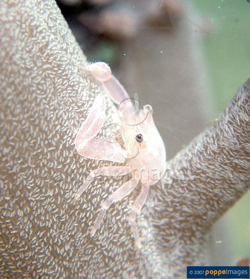 Lissoporcellana quadrilobata