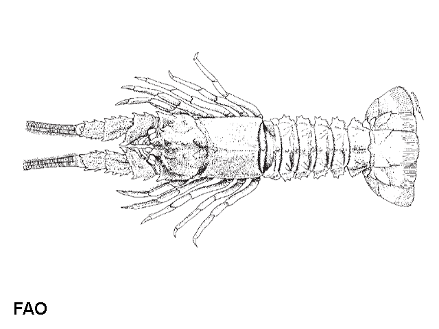 Linuparus sordidus