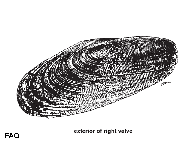 Lithophaga teres