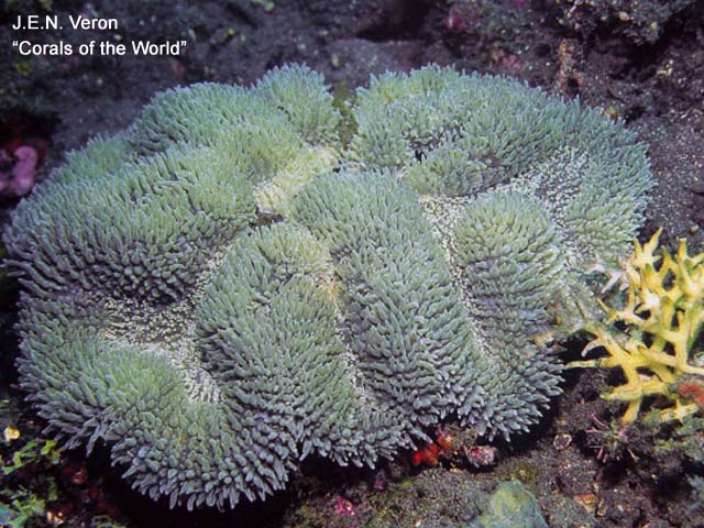 Lobophyllia flabelliformis