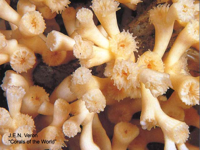 Desmophyllum pertusum