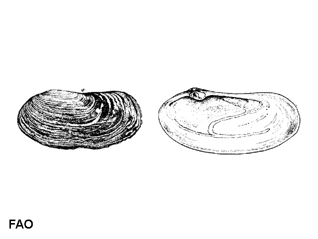 Lutraria magna