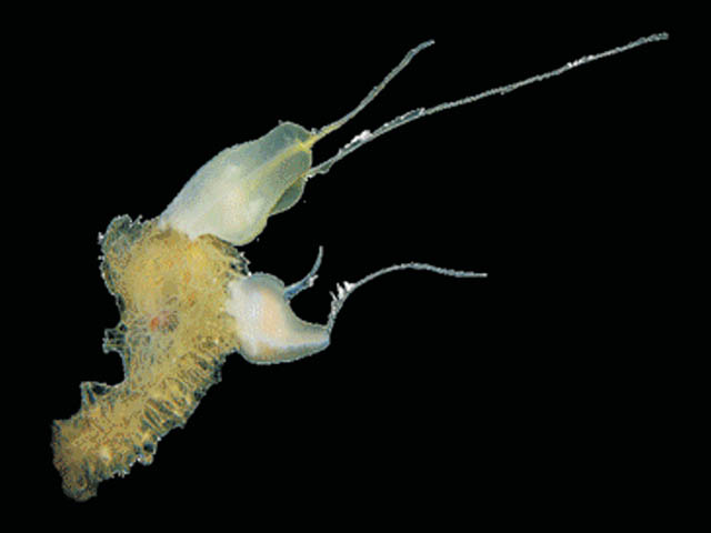 Lyrocteis flavopallidus