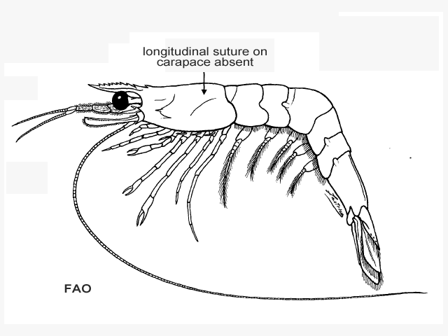 Macropetasma africana