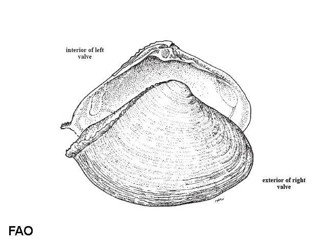 Mactrellona alata