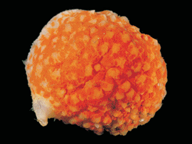 Marseniopsis antarctica