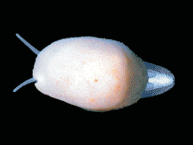 Marseniopsis conica