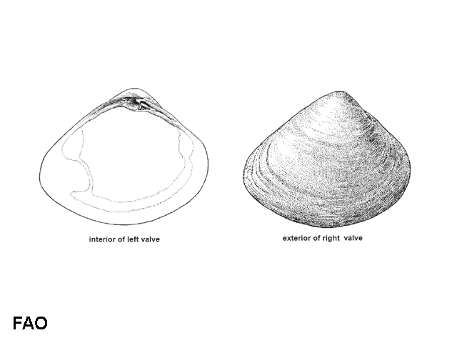 Mactra cuneata