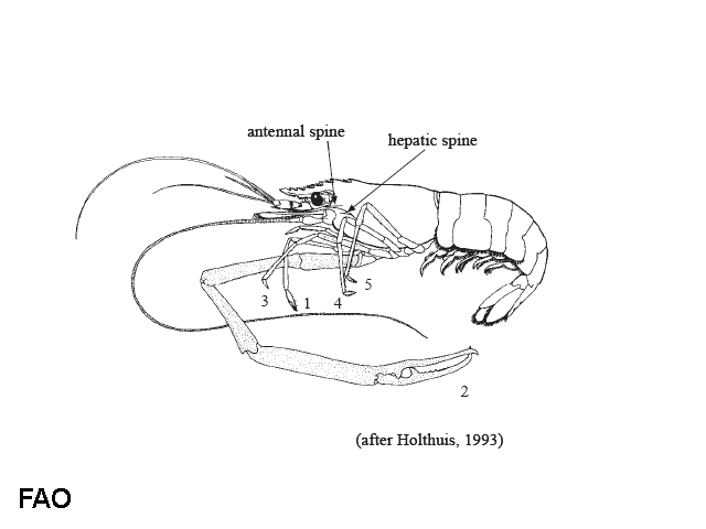 Macrobrachium lar