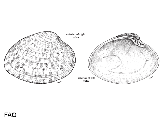 Megapitaria maculata