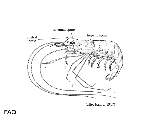 Macrobrachium mirabile