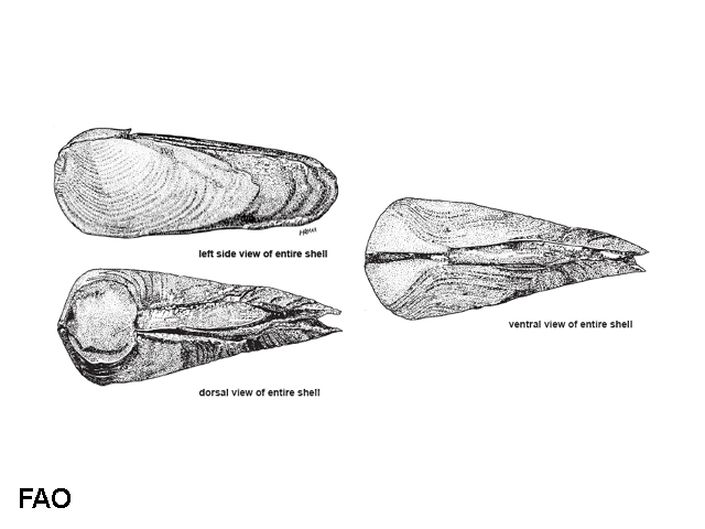 Martesia striata