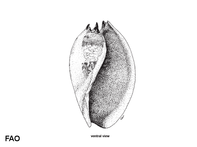 Melo amphora