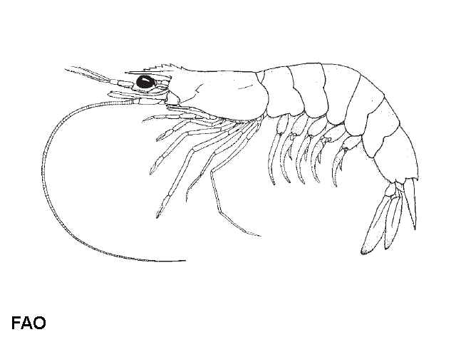 Metapenaeus brevicornis