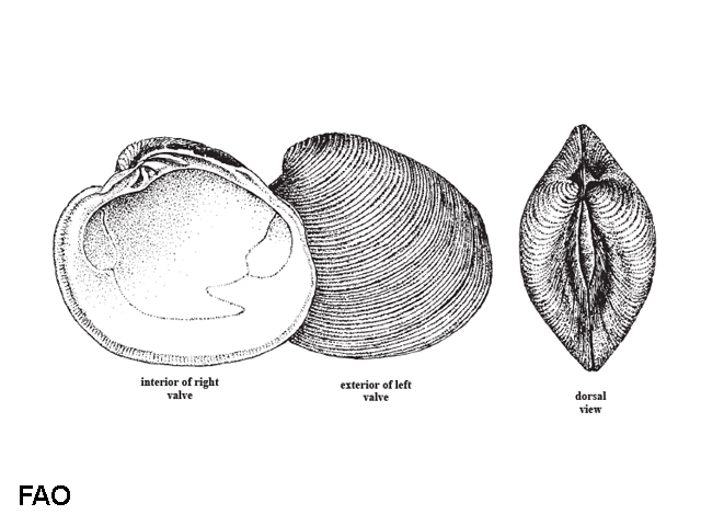 Mercenaria campechiensis