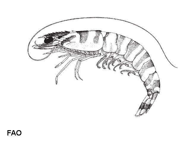 Penaeus canaliculatus