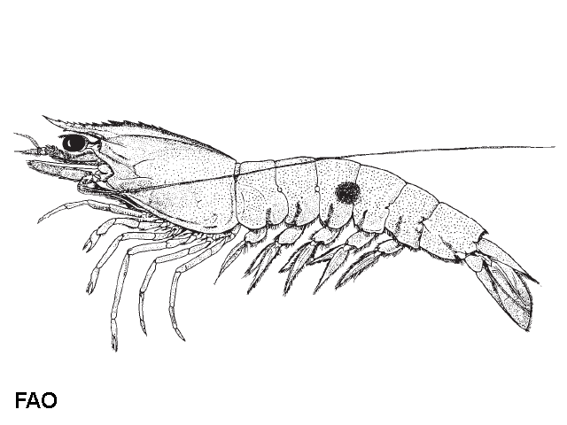 Penaeus longistylus