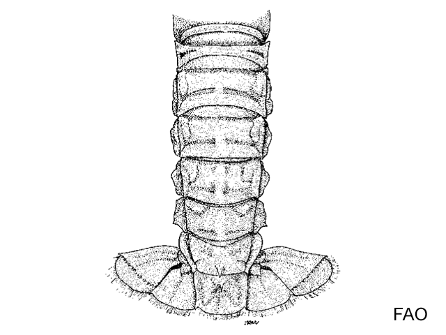 Metanephrops mozambicus