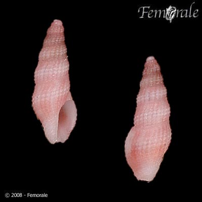 Miraclathurella kleinrosa