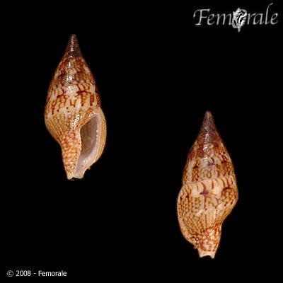 Mitrella moleculina