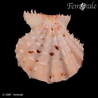 Mirapecten rastellum