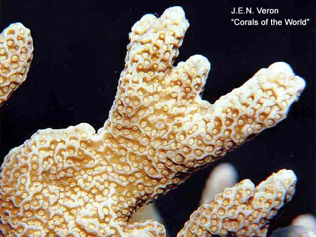 Montipora altasepta