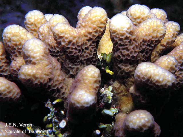 Montipora angulata