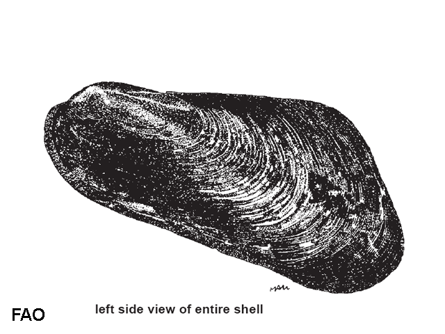 Modiolus aratus