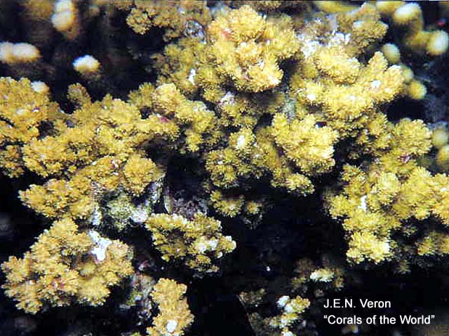 Montipora echinata