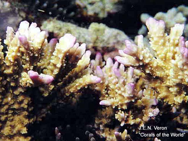 Montipora hirsuta