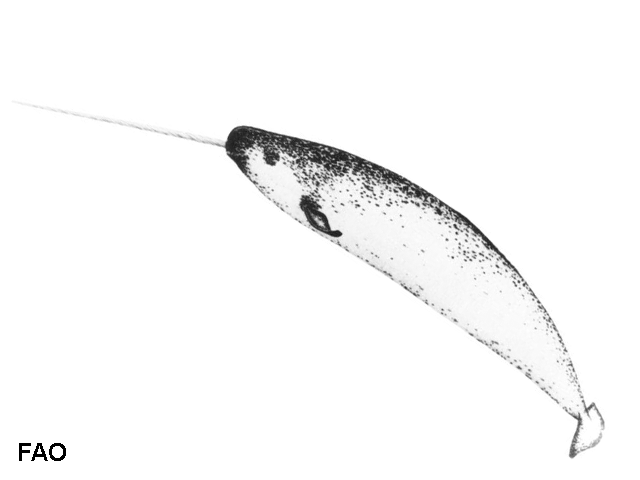 Monodon monoceros