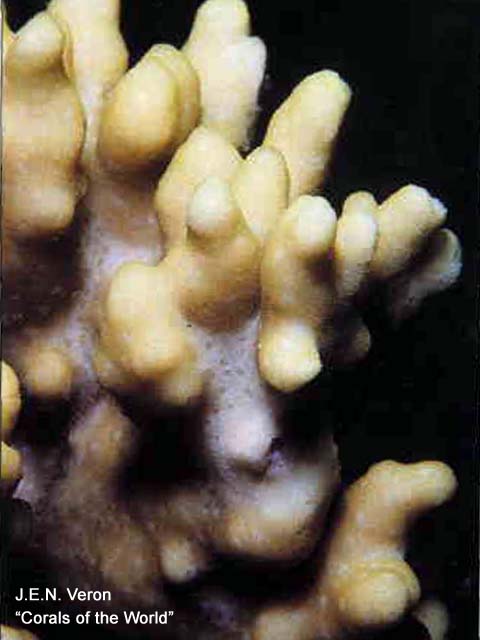 Montipora niugini