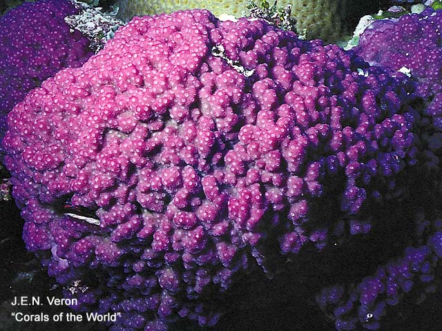 Montipora nodosa