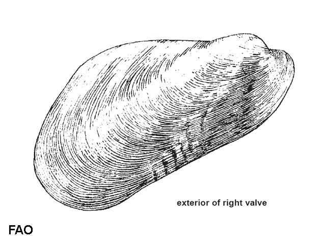 Modiolus philippinarum