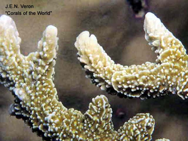 Montipora stellata