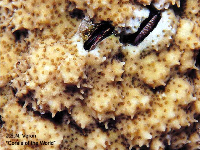 Montipora stilosa