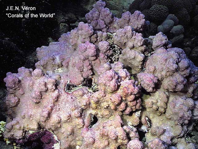 Montipora turgescens