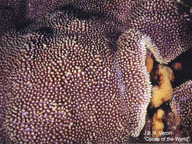 Montipora verrucosa